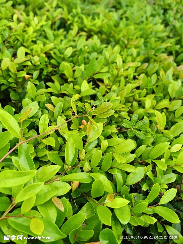 翠绿繁茂的灌木丛