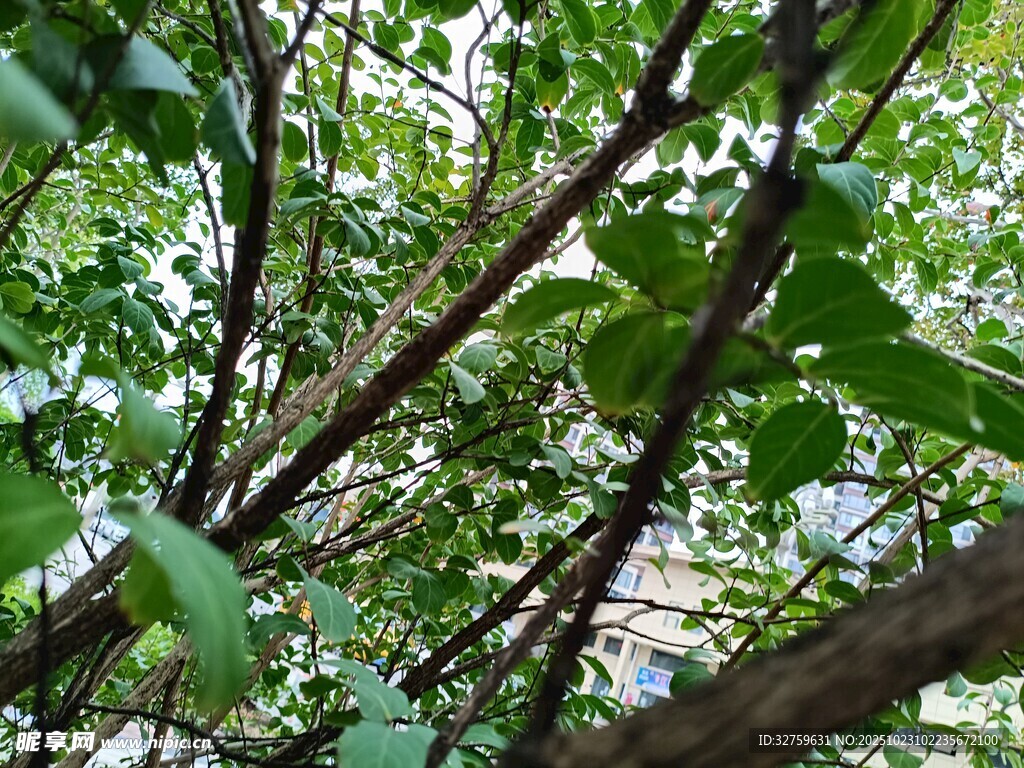 繁茂枝叶下的自然景致