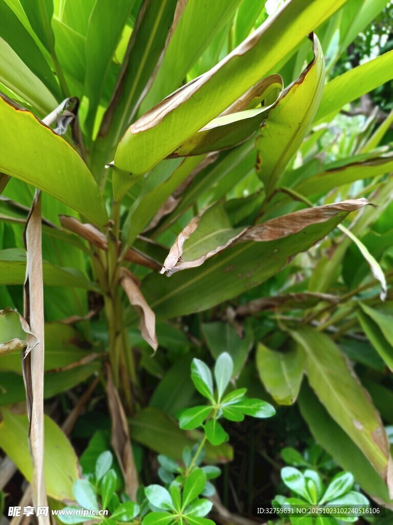翠绿植物特写