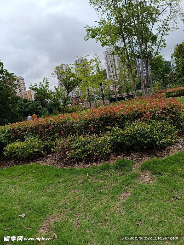 城市中的绿植景观