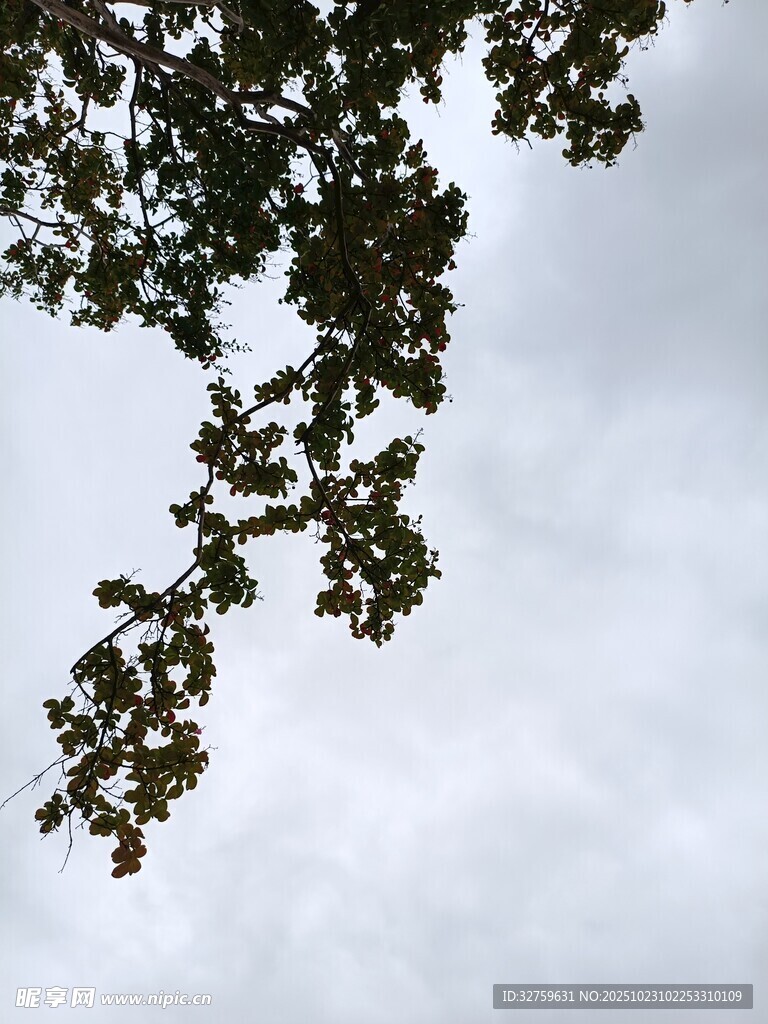 枝叶低垂于灰白天空下
