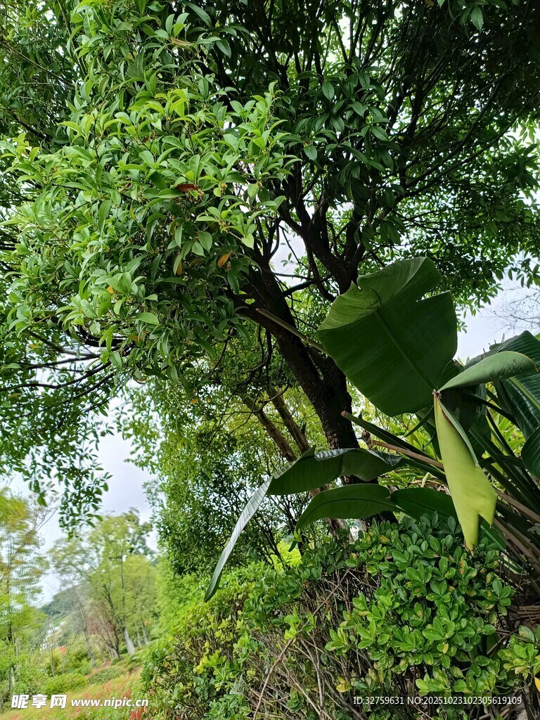 绿意盎然的林间植物景观