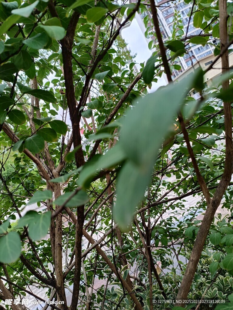 绿叶繁茂的树枝特写