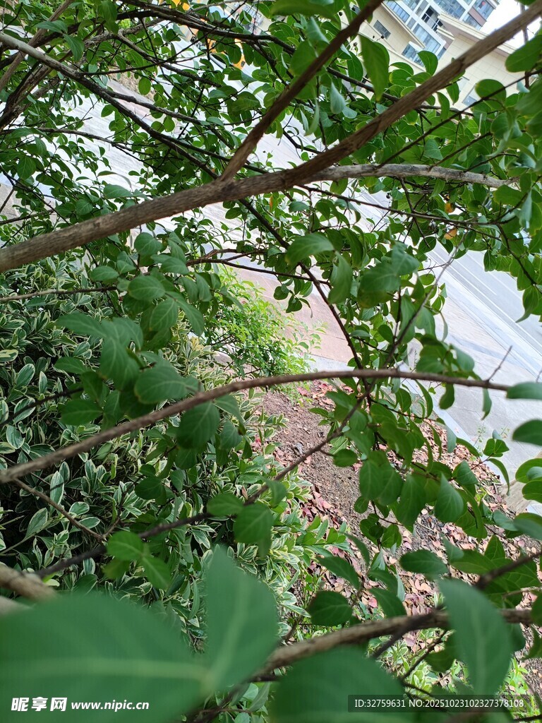 绿叶间的自然景致