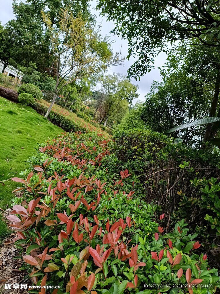 花园中的多彩植物景观