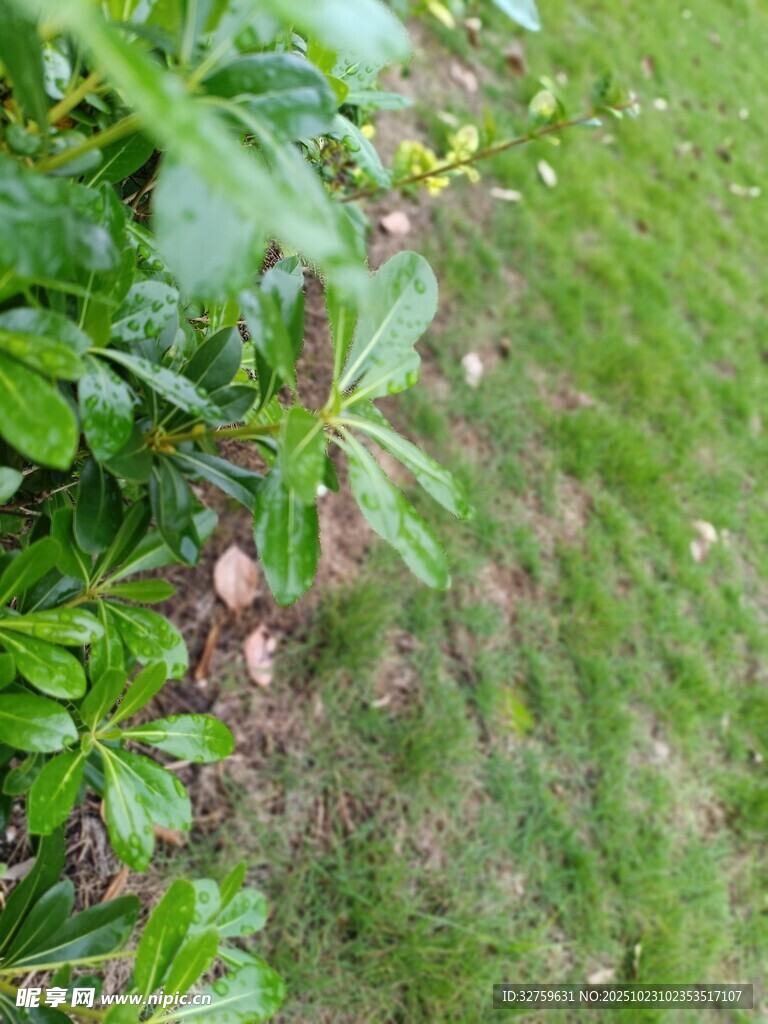 草地边的绿植景象