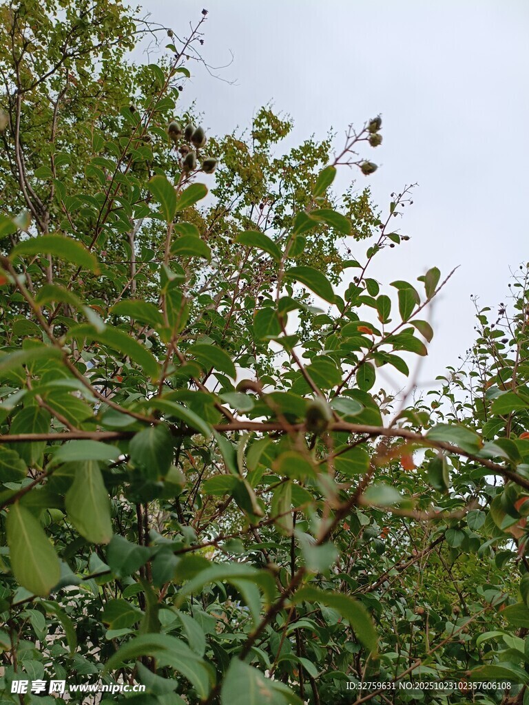 绿叶繁茂的植物景象