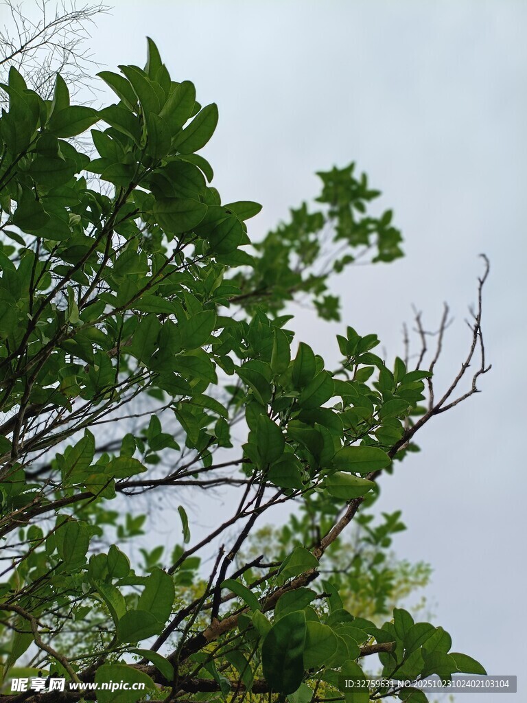 仰视翠绿枝叶与天空