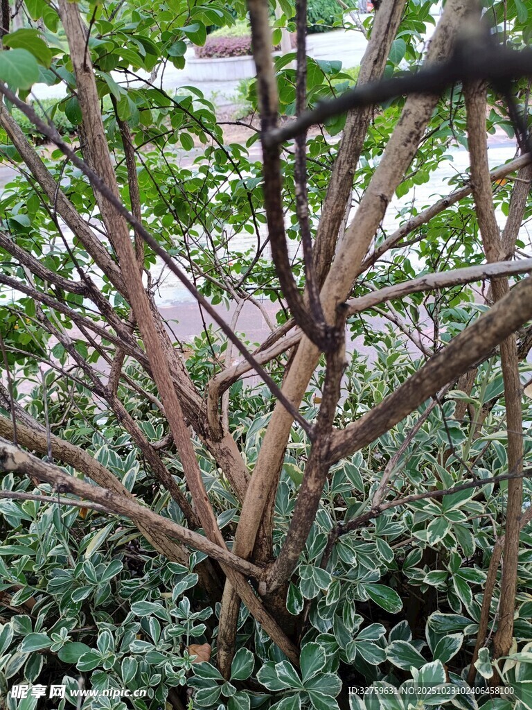 繁茂植物的交错枝干