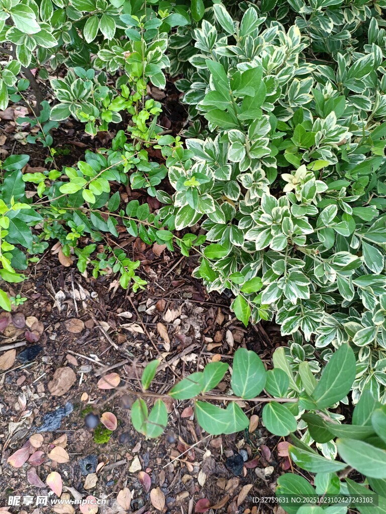绿叶繁茂的地面植物景观