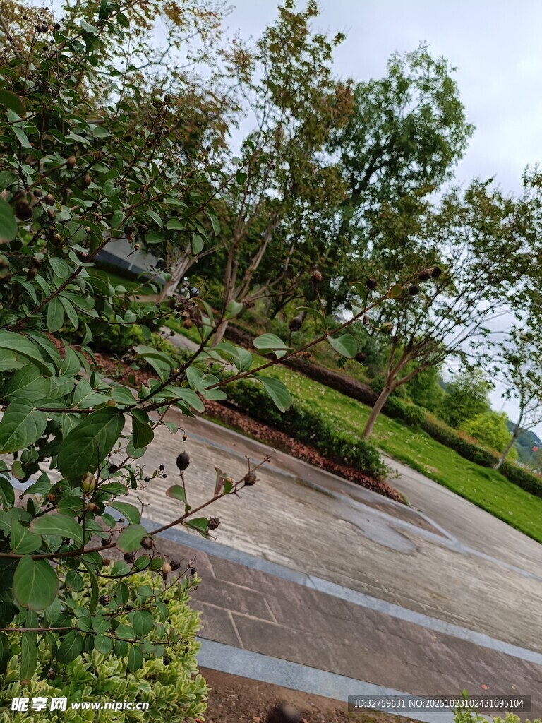 户外自然风光中的斑驳小径