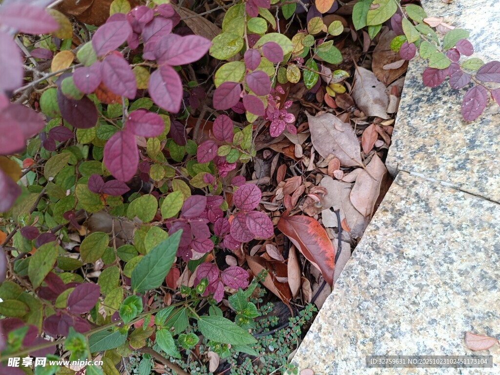 石边多彩植物特写