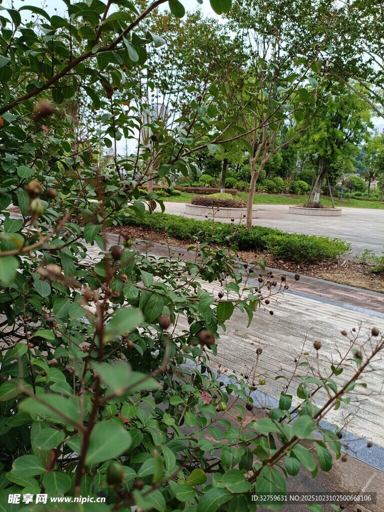路边绿植与开阔景色