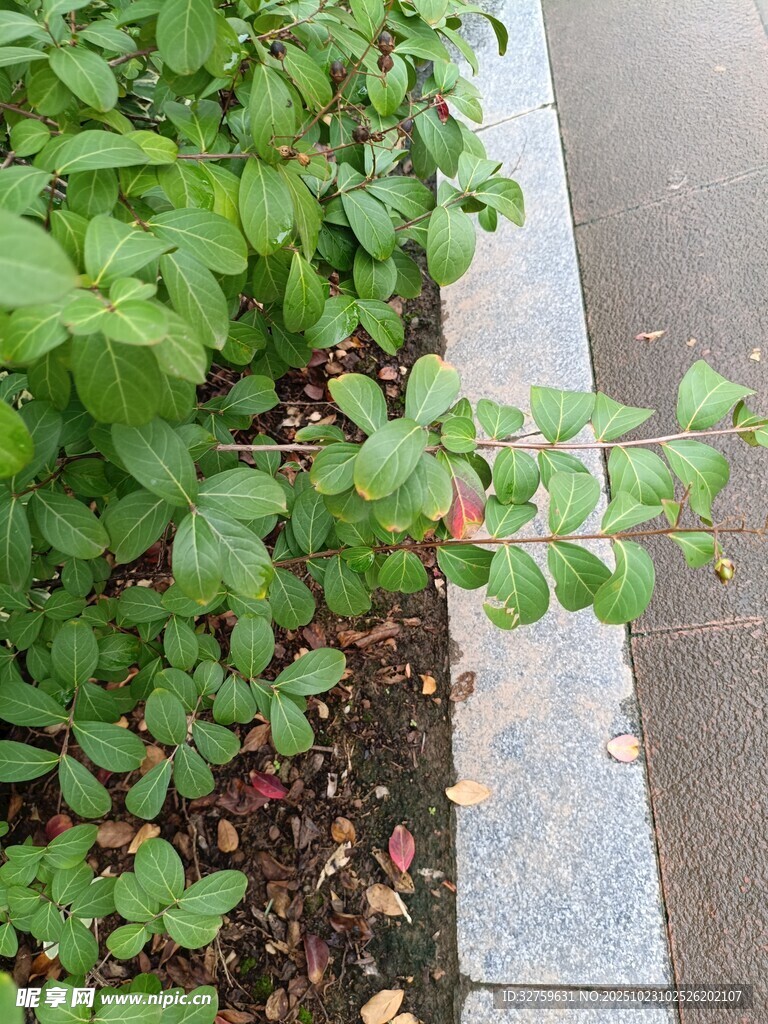 路边绿植与零星红果