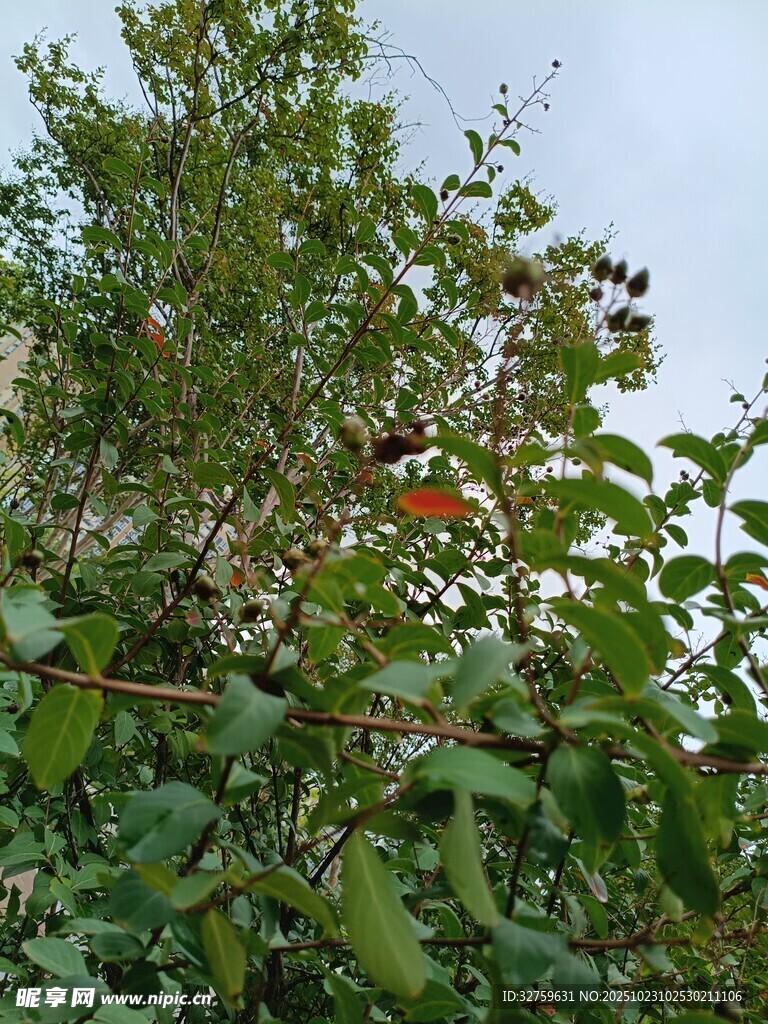 绿叶间的一抹红