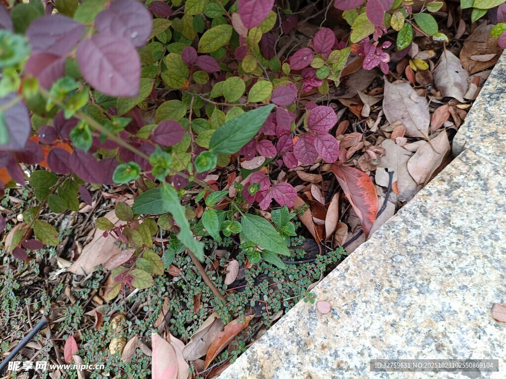 石边多彩植物景观