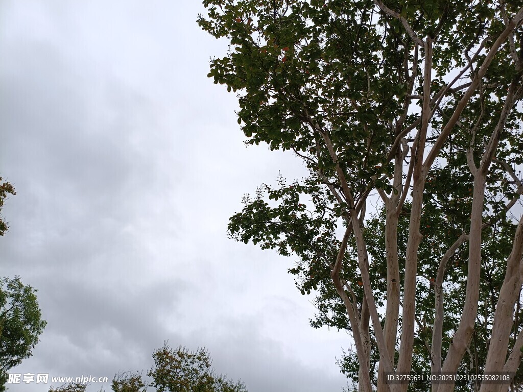 天空下的挺拔树木