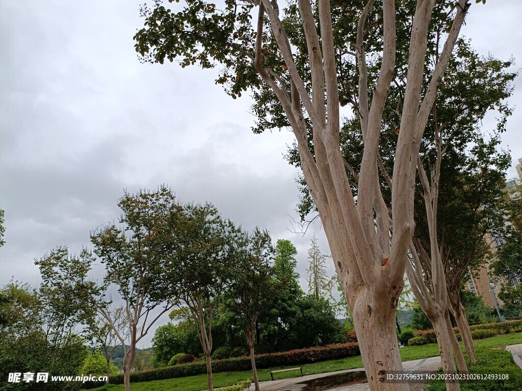 公园中的高大树木景观