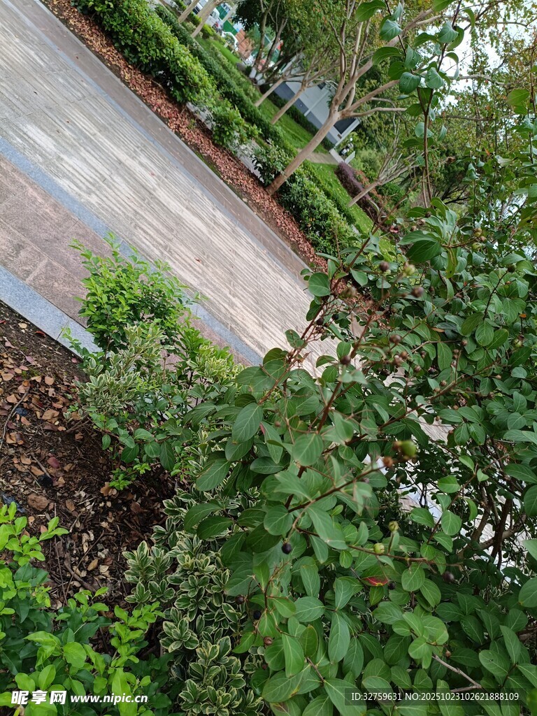 花园小径旁的繁茂绿植