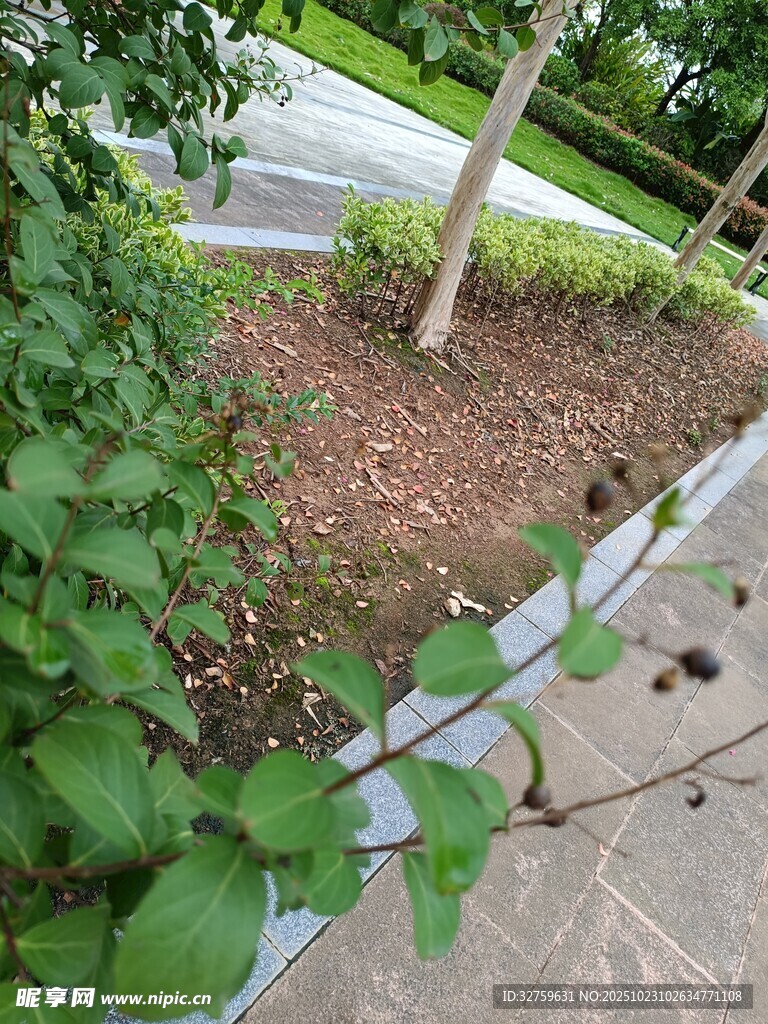 庭院中的绿植景观