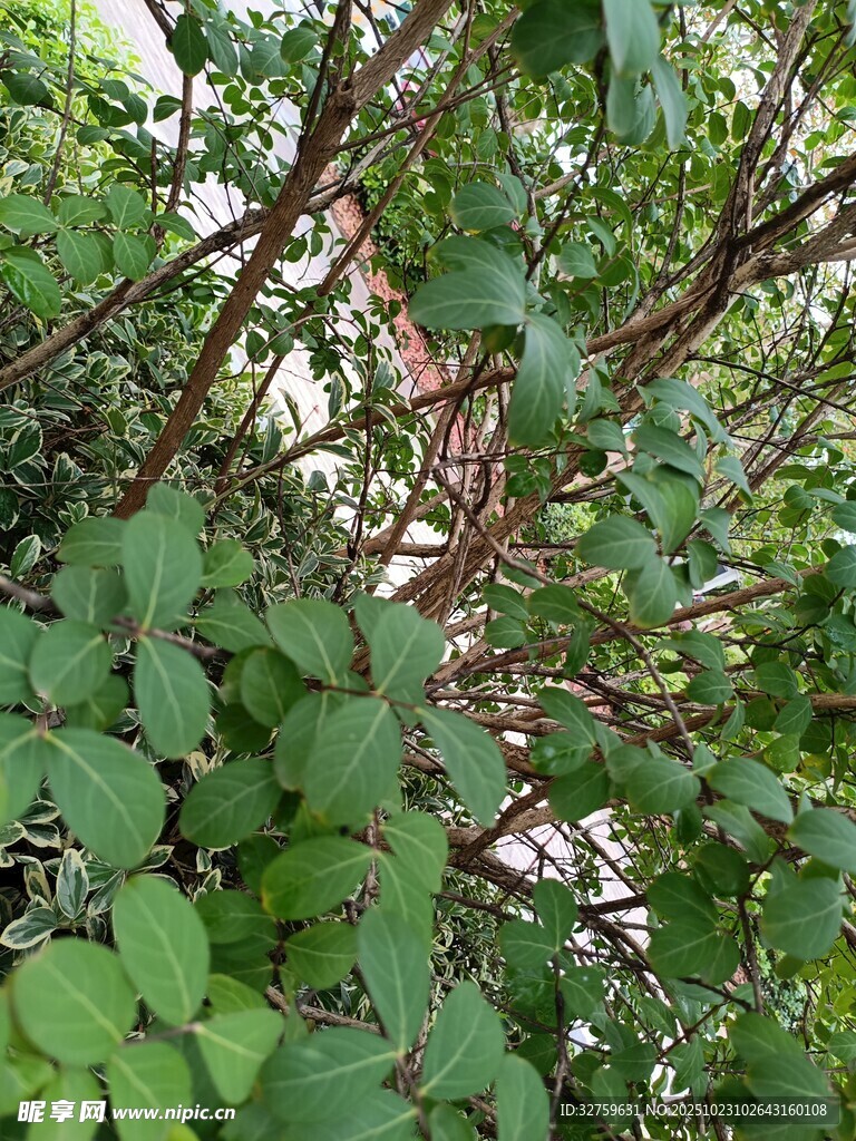 绿叶繁茂的植物枝干