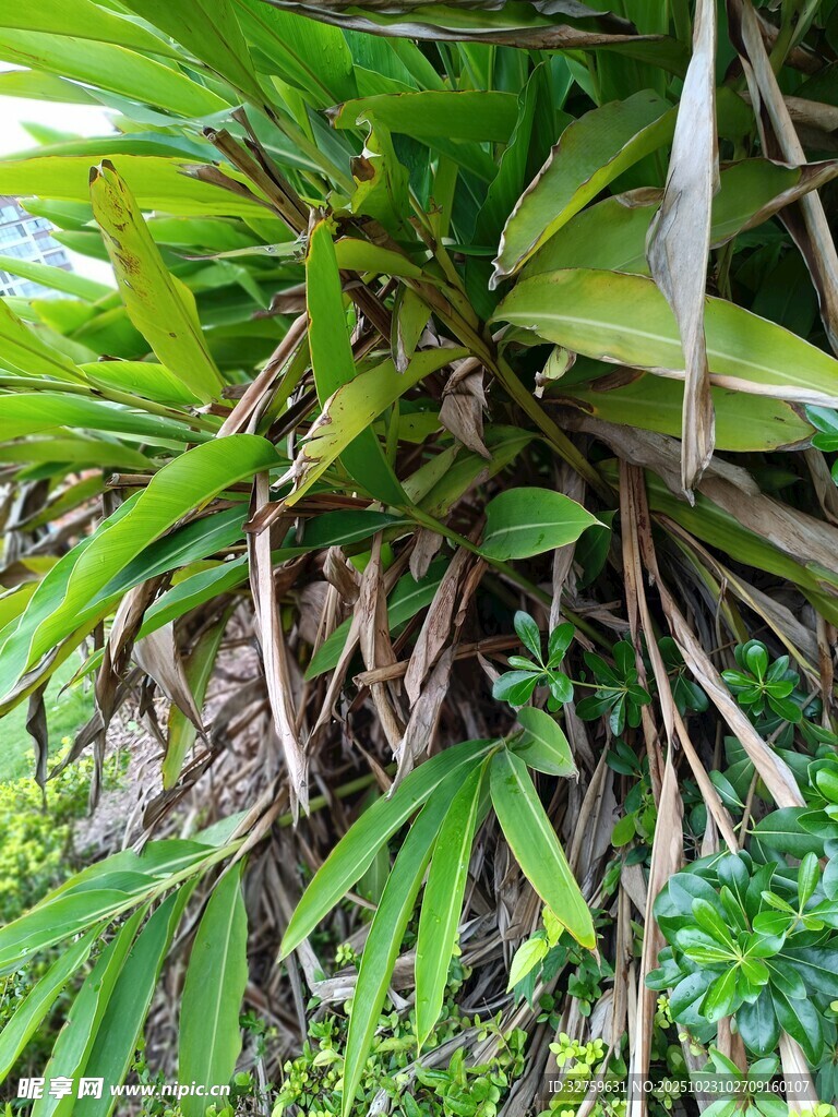 茂密绿植展示自然生命力
