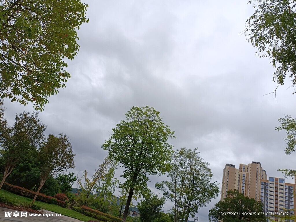 阴天城市中的绿树与建筑