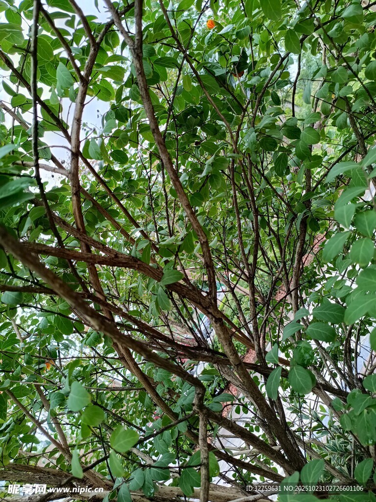 繁茂枝叶间的绿意景象