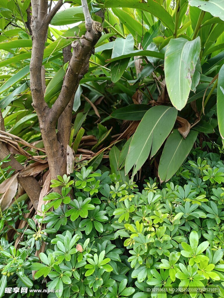 繁茂绿植中的枯木景象