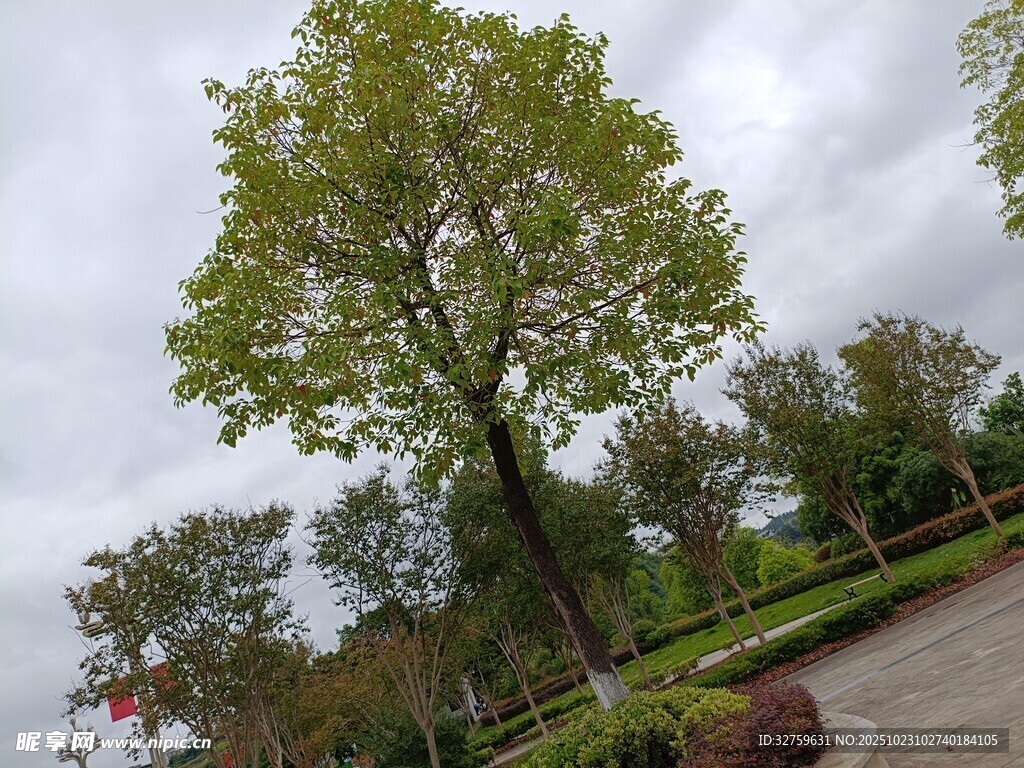 路边挺拔绿树景观