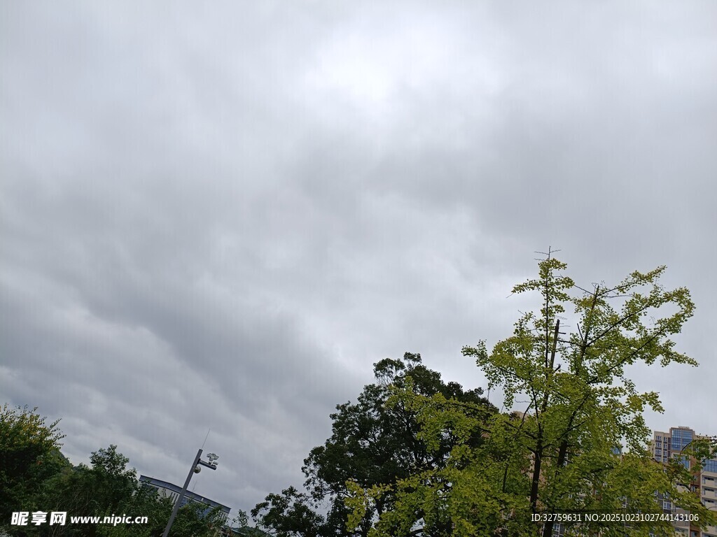 阴天中的绿树与阴沉天空