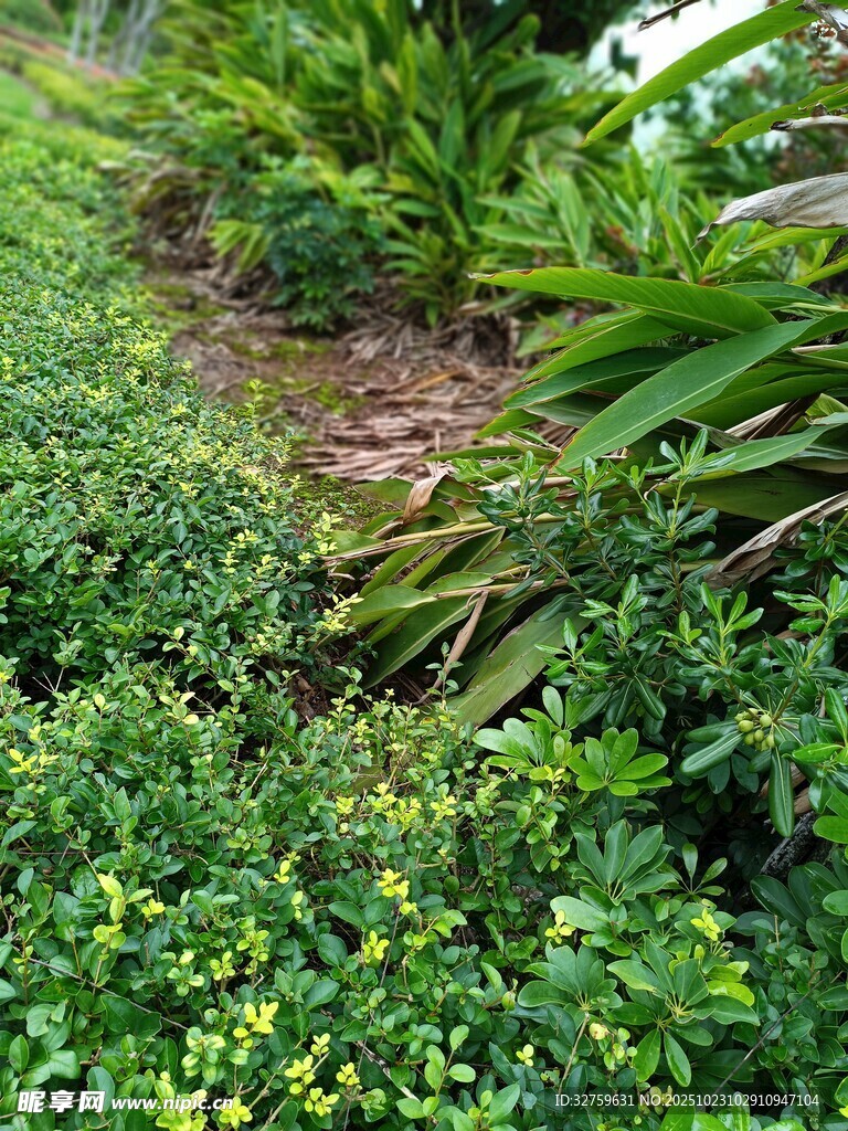 绿意盎然的庭院植物景观