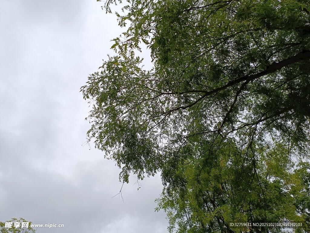仰视绿树与阴沉天空