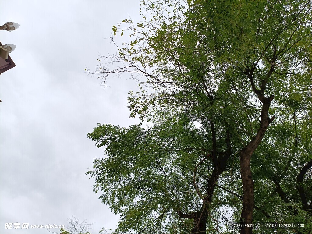 绿树蓝天中的生机景象