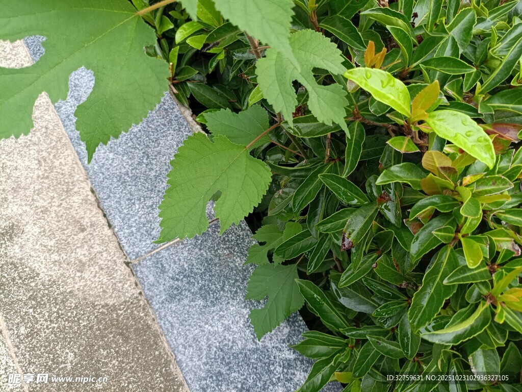 路边翠绿植物生机盎然