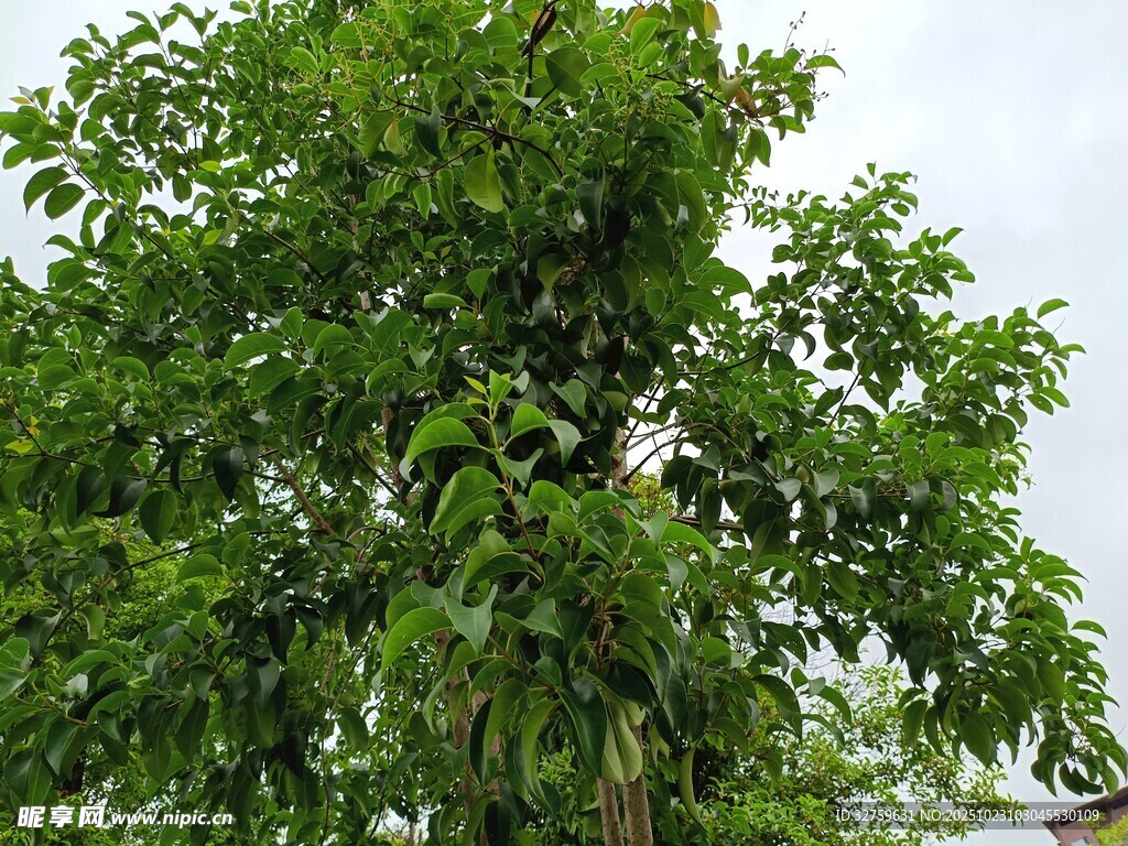 茂盛绿树 