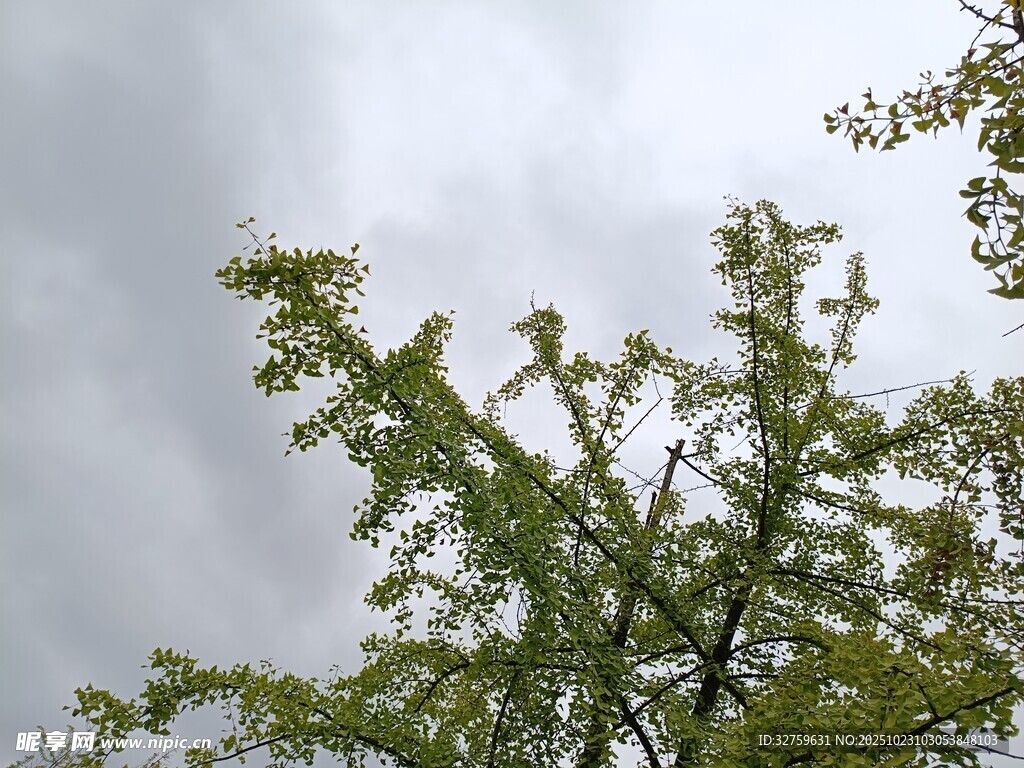 仰视绿树与阴沉天空