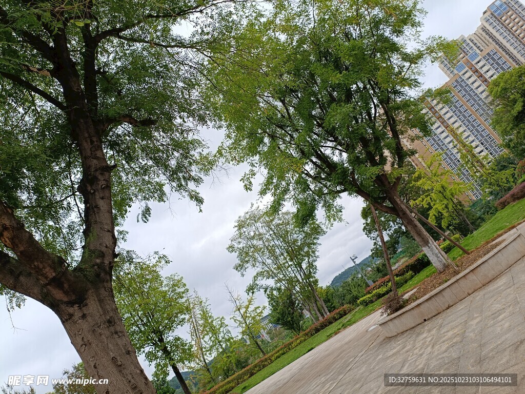城市中的葱郁绿树景观