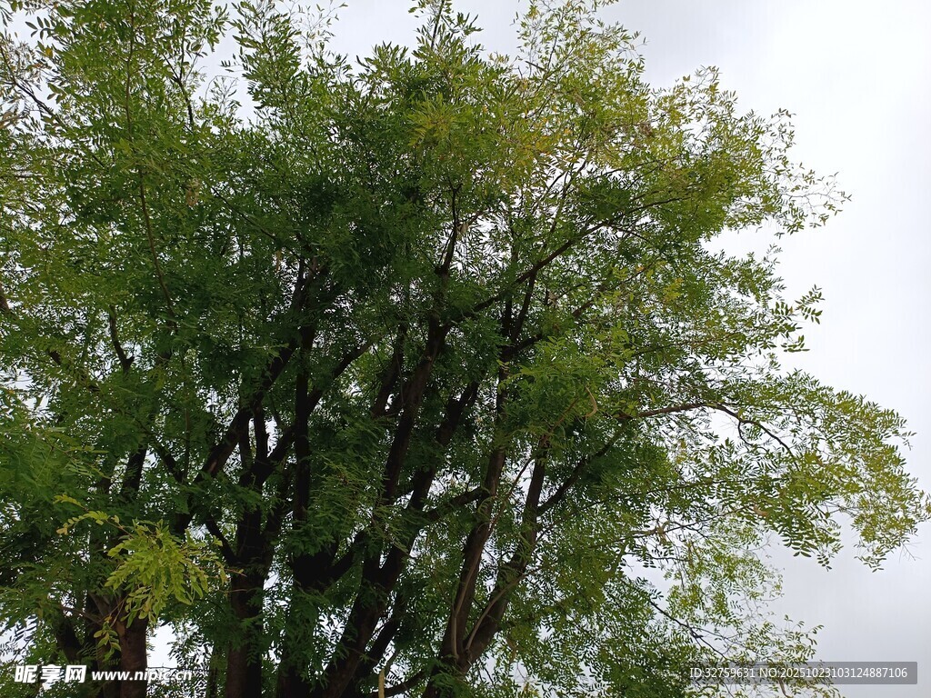 翠绿繁茂的高大树木