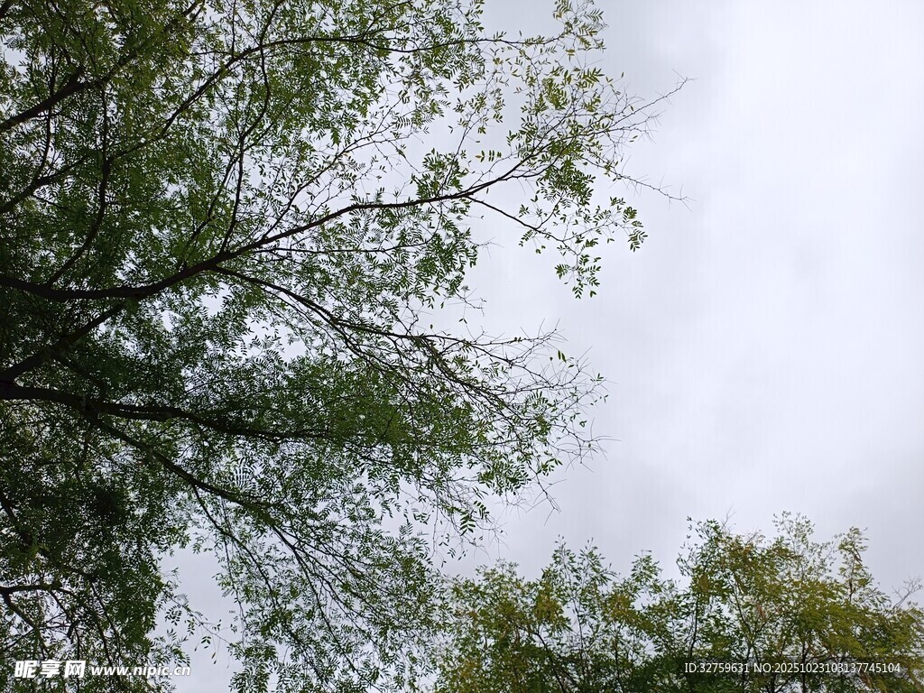 仰视树枝与天空景色