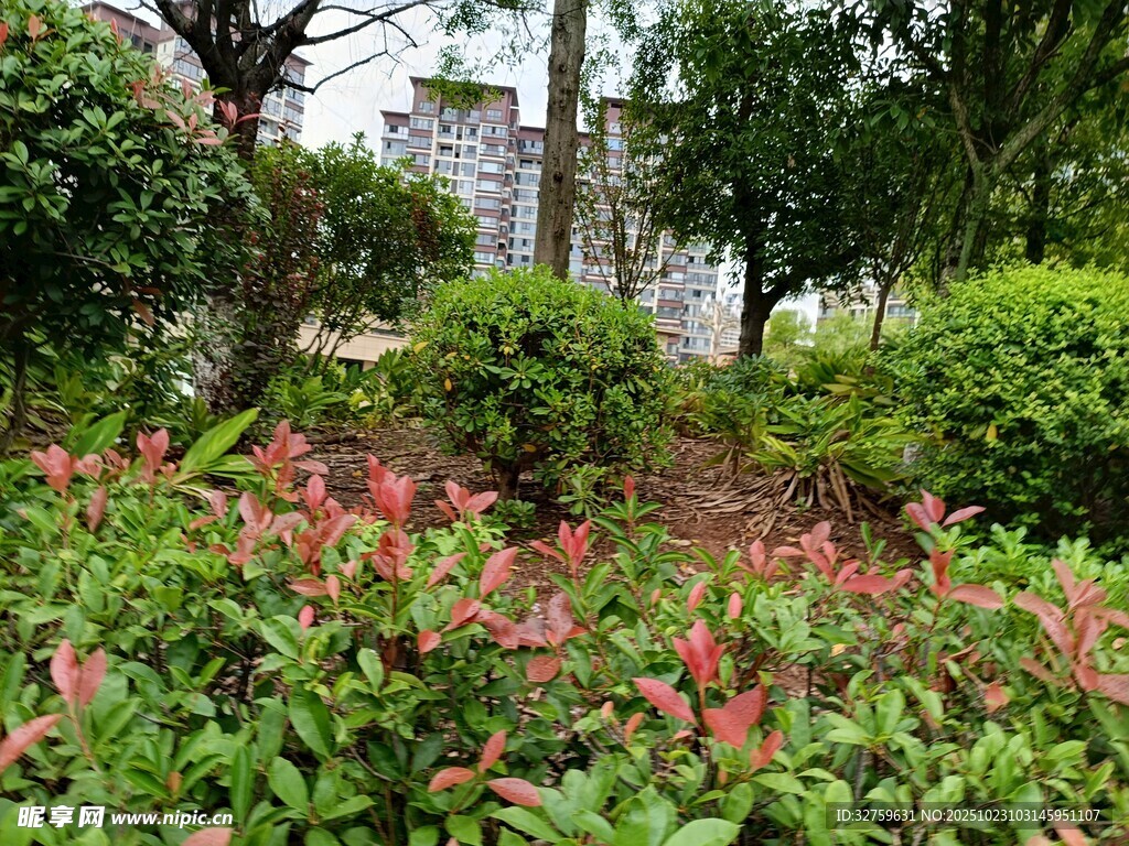 多彩绿植装点的园林景致