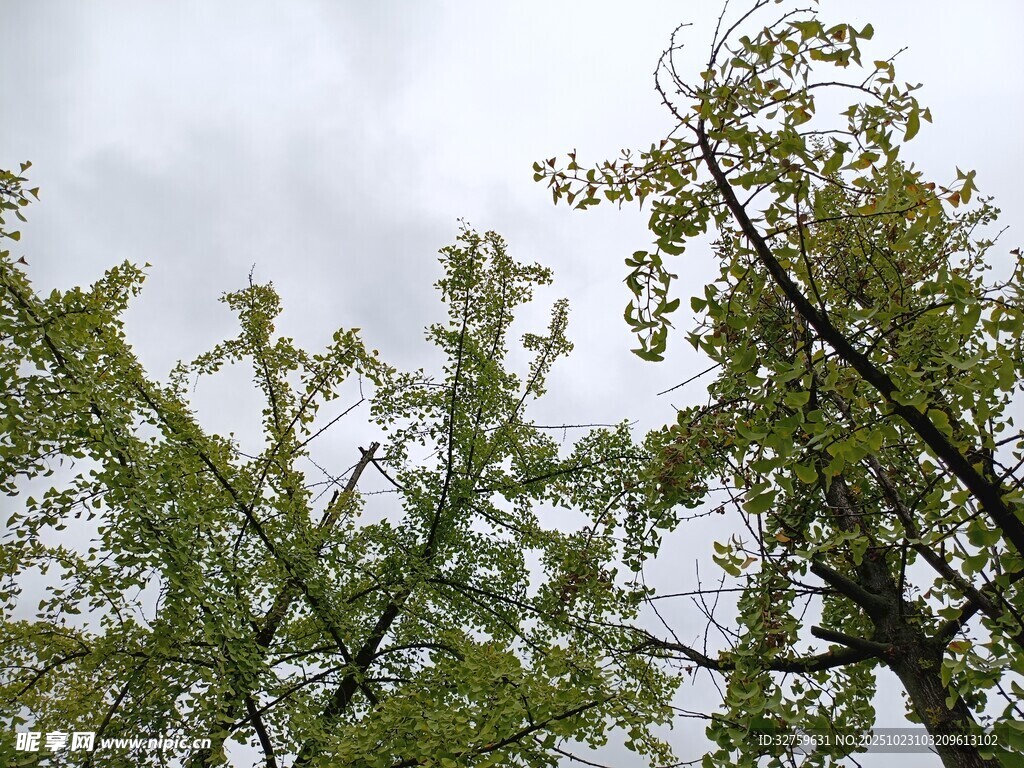 仰视绿树与天空