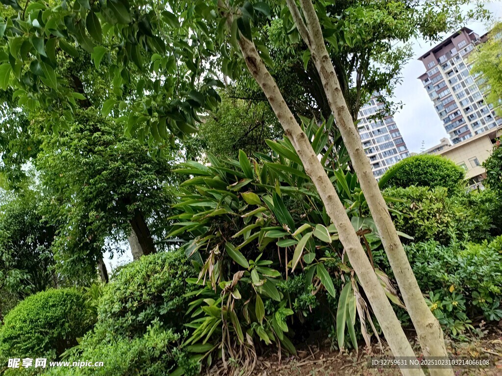 城市中的绿植景观