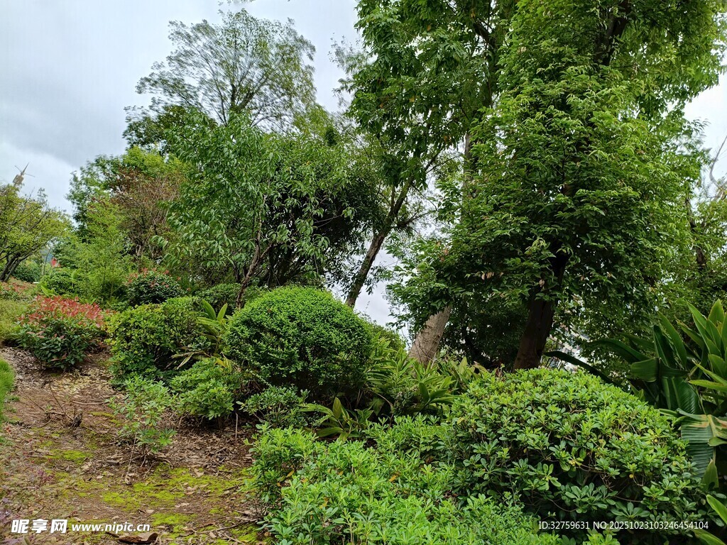 绿意盎然的林间小道
