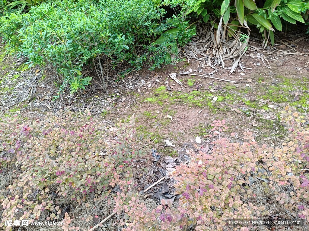 地面绿植景观