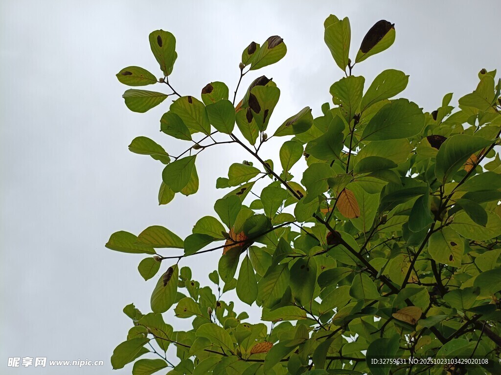 绿叶枝头展生机