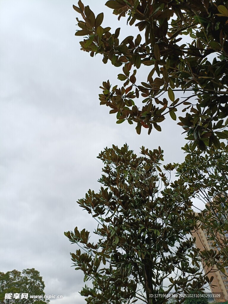 阴天里的茂盛树木
