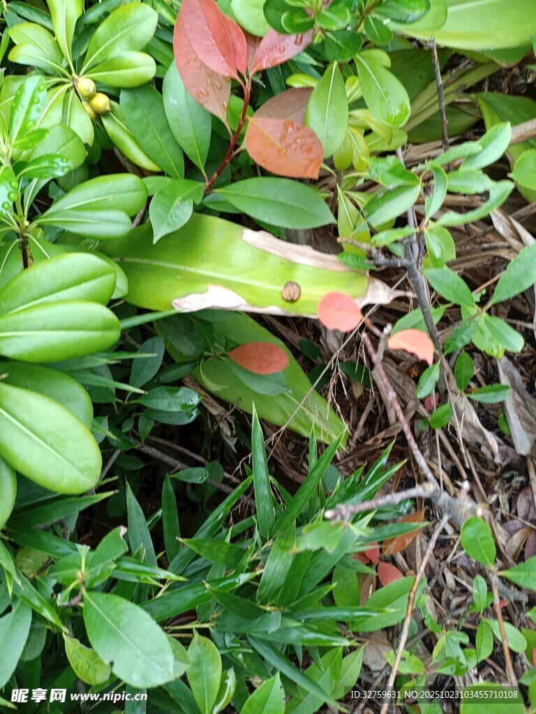 绿叶间的多彩植物景观