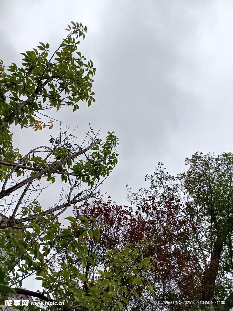 天空下的多彩树木