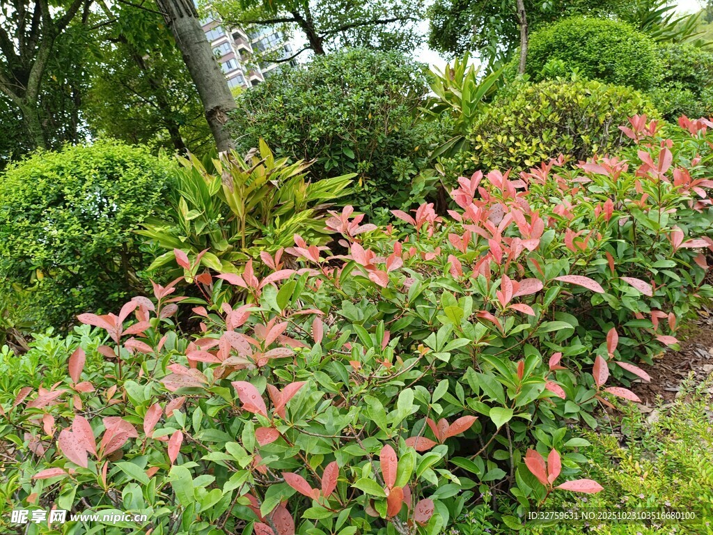 鲜艳花丛装点绿意园林